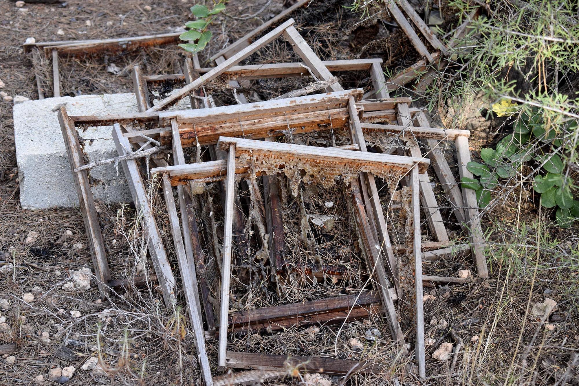 Apicultura valencia - 2